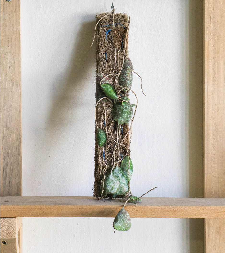 Hoya imbricata