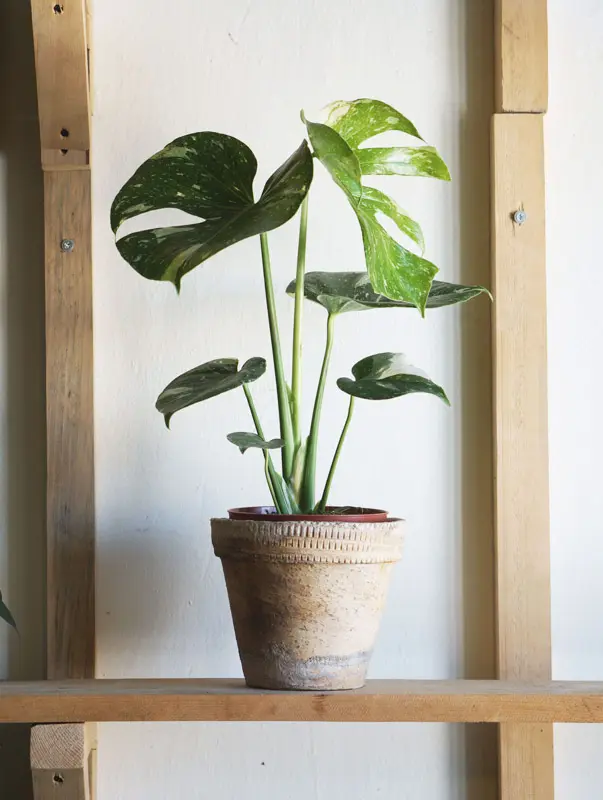 Monstera Thai Constellation (náhodné viac variegované kúsky)