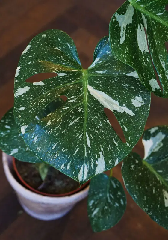 Monstera Thai Constellation (náhodný kus)