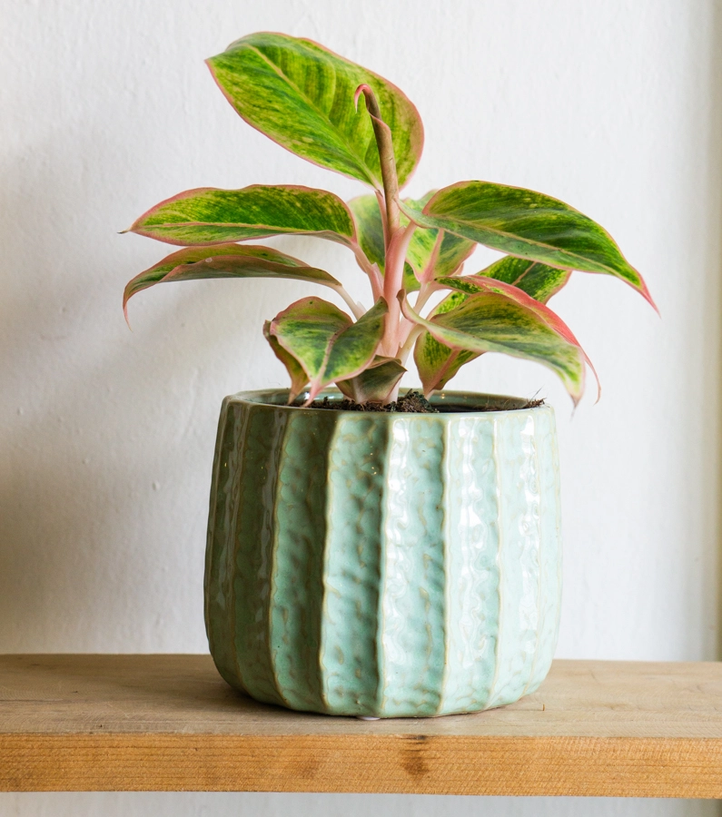 Aglaonema Salmon fantasy (Zachráň ma)