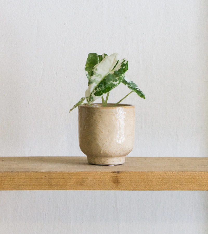 Baby Alocasia Micholitziana Frydek variegata (náhodný kus)