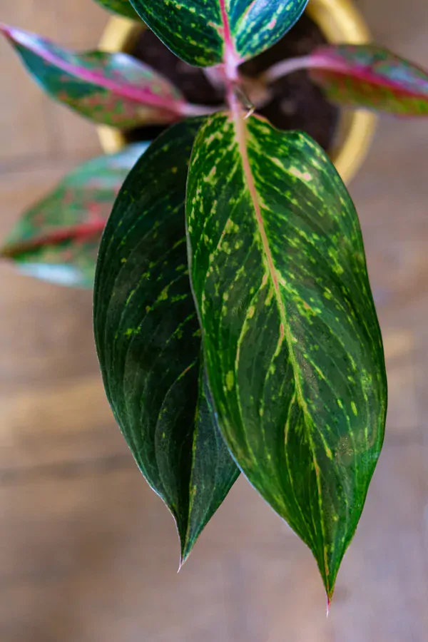 Aglaonema Legacy