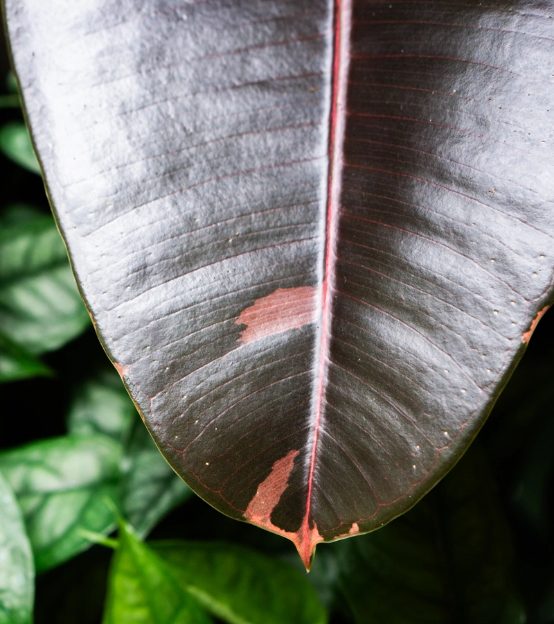 Ficus "Pink Camouflage" XL (Zachráň ma)