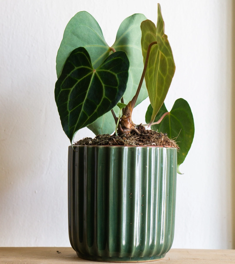 Anthurium Clarinervium (Zachráň ma)