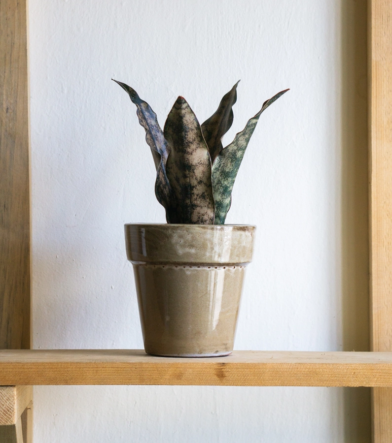 Sansevieria Kirkii var. Pulchra "Coppertone"