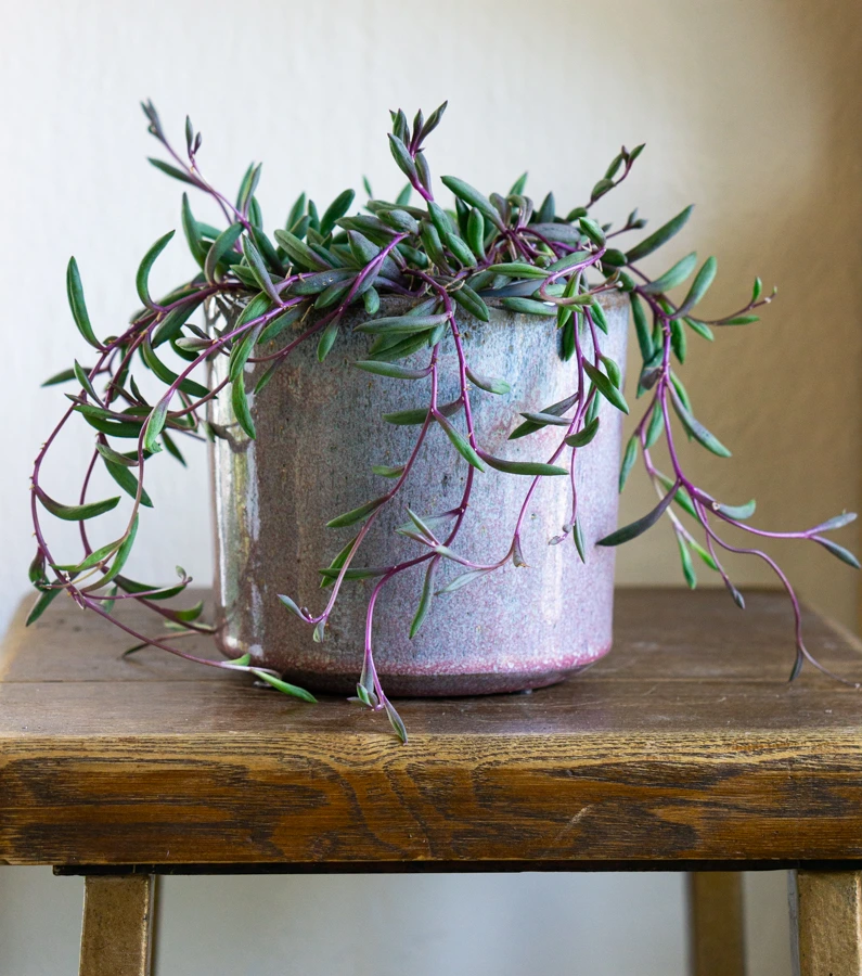 Senecio herreianus Purple Flush