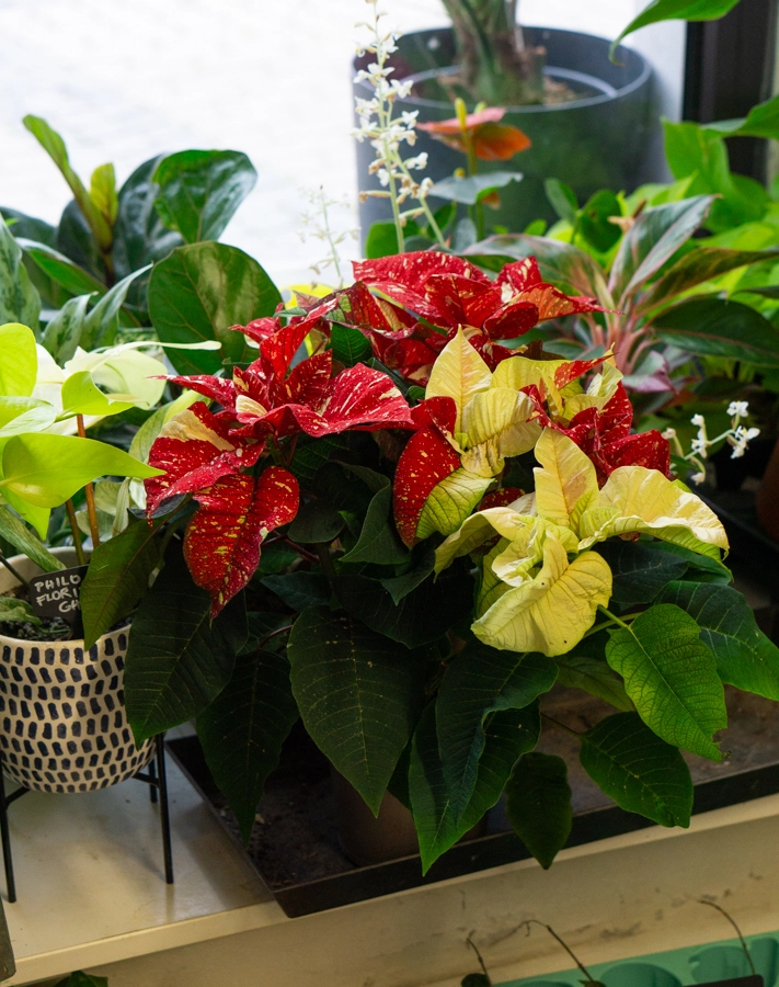 Panašovaná Vianočná ruža/ Poinsettia variegata / Euphorbia pulcherrima