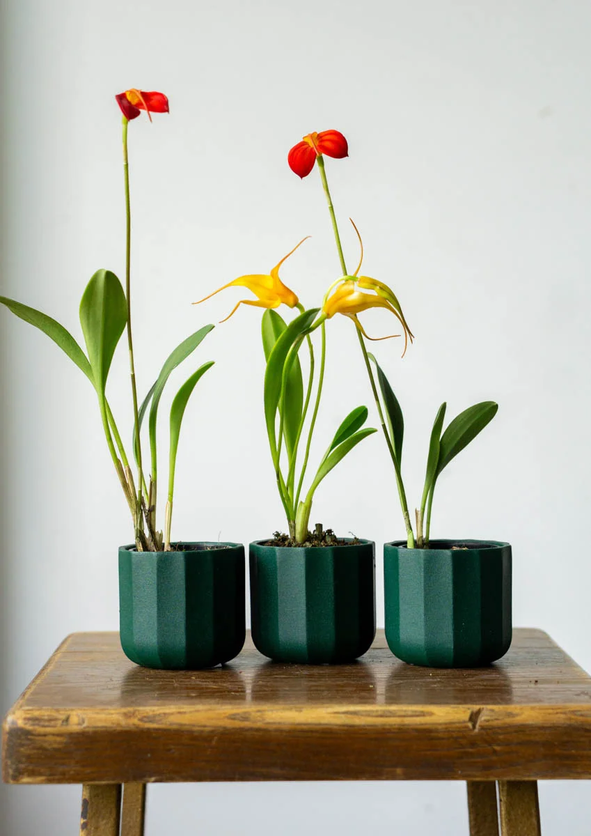Masdevallia