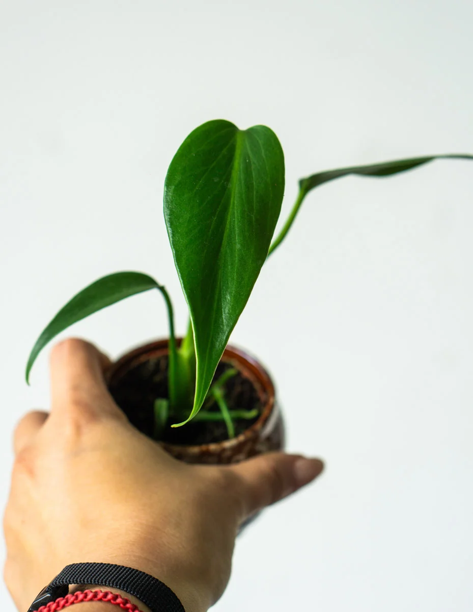 🔥 Baby Monstera Burle marx flame
