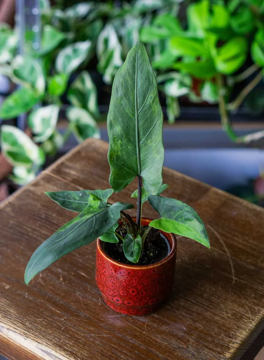 Baby Alocasia Lauterbachiana variegata