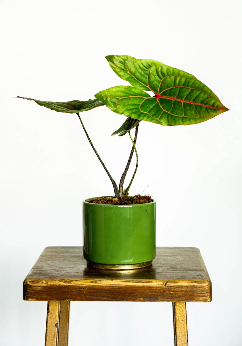 Alocasia Cyrtosperma Jhonstonii Black Jack (Zachráň ma)