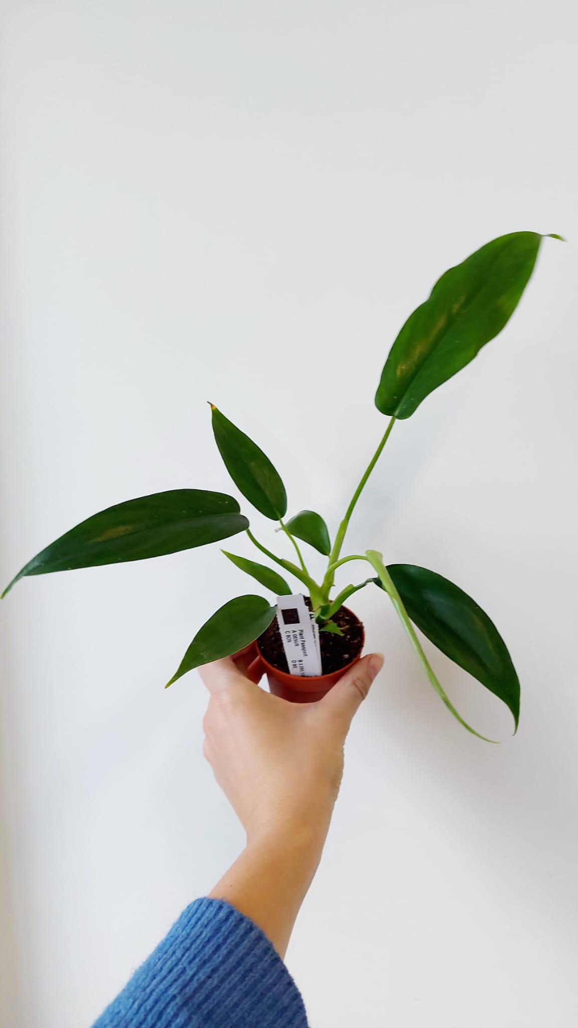 Baby Philodendron 69686
