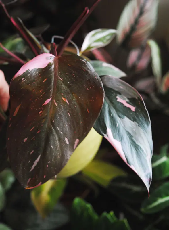 Philodendron Pink Princess