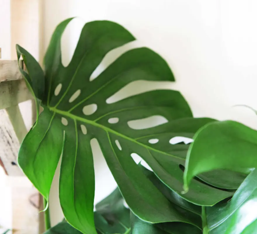Monstera Deliciosa pravá (Len osobne)