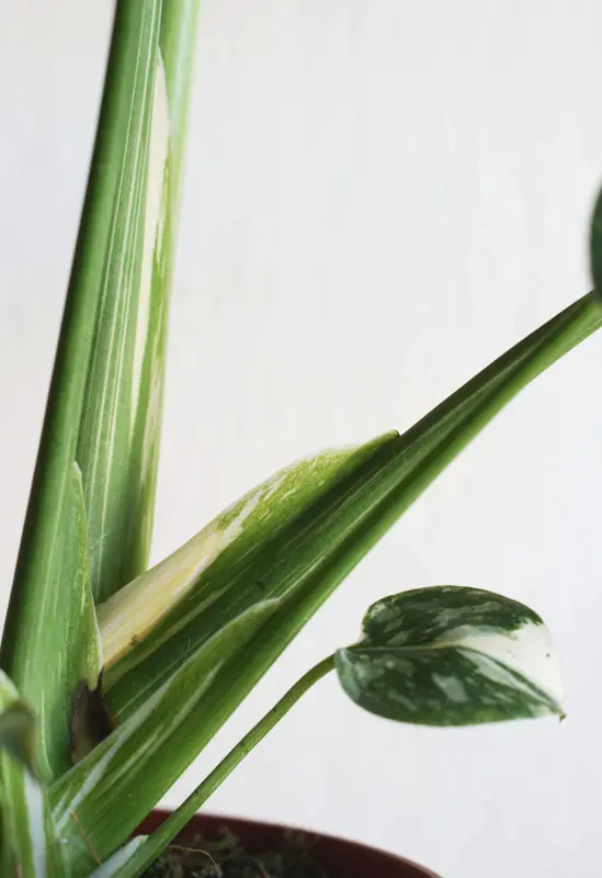 Monstera Thai Constellation (náhodné viac variegované kúsky)