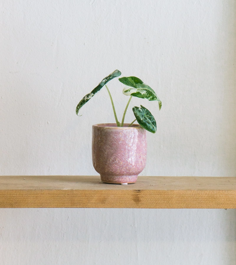 Baby Alocasia Micholitziana Frydek variegata (náhodný kus)