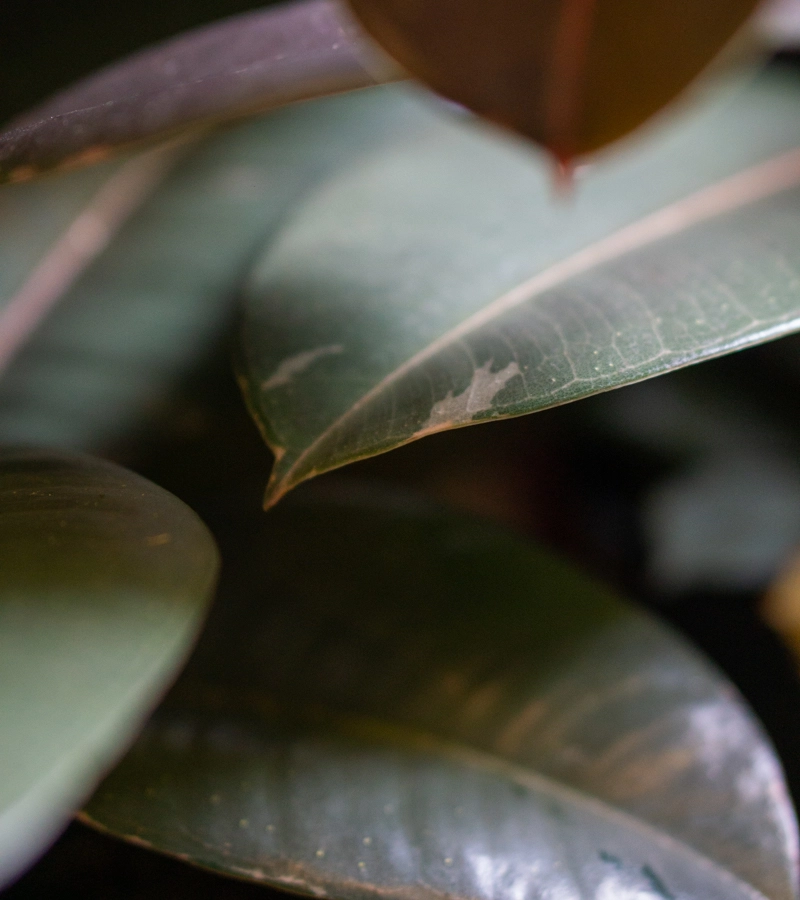 Ficus "Pink Camouflage" XL (Zachráň ma)