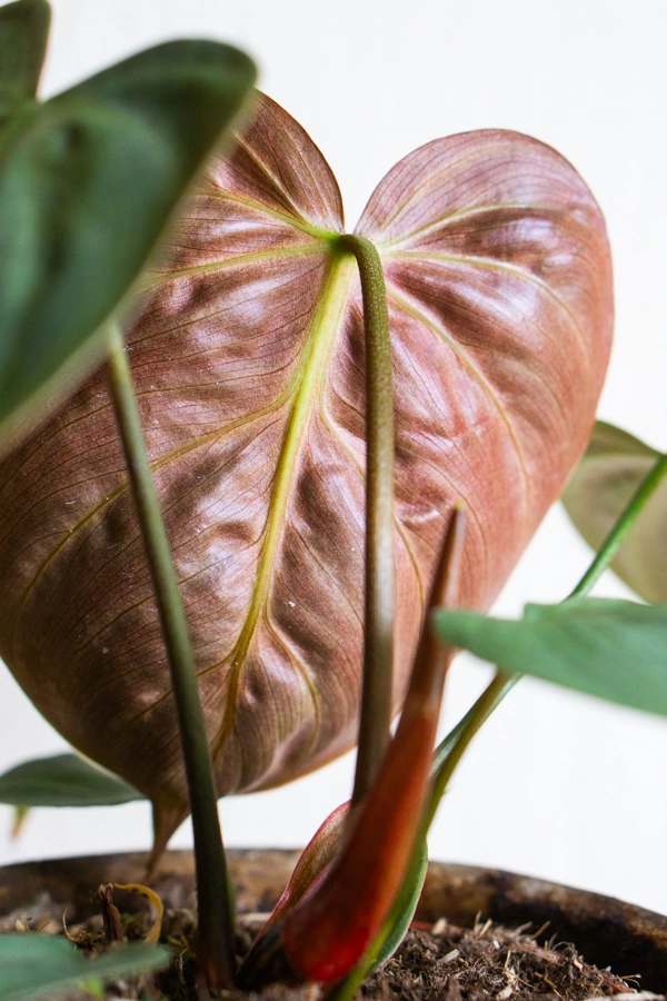 Philodendron El Choco red /rubrijuvenile 