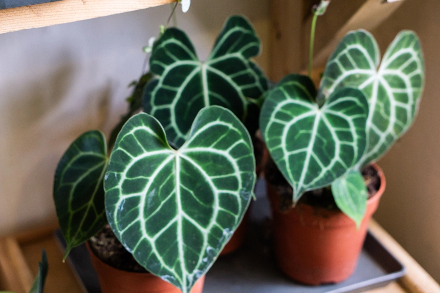Anthurium Clarinervium (Zachráň ma)