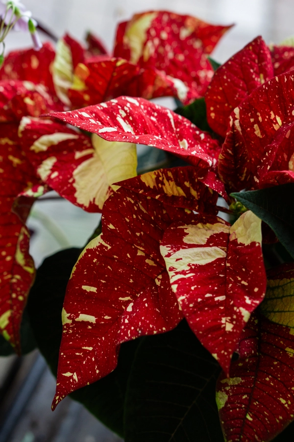 Panašovaná Vianočná ruža/ Poinsettia variegata / Euphorbia pulcherrima