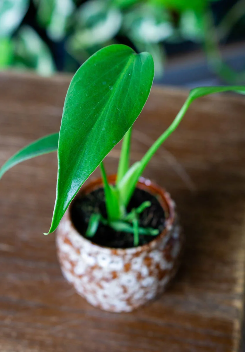 🔥 Baby Monstera Burle marx flame