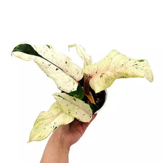 Baby Philodendron Snowdrift (super cena!)