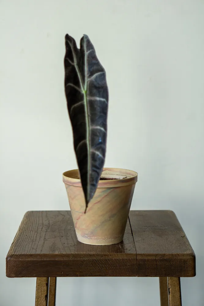 Alocasia Longiloba Purple (Zachráň ma)
