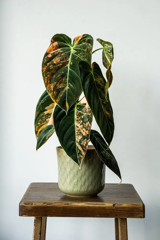 🦄✨ Philodendron Melanochrysum variegata (unicorn) - (04)