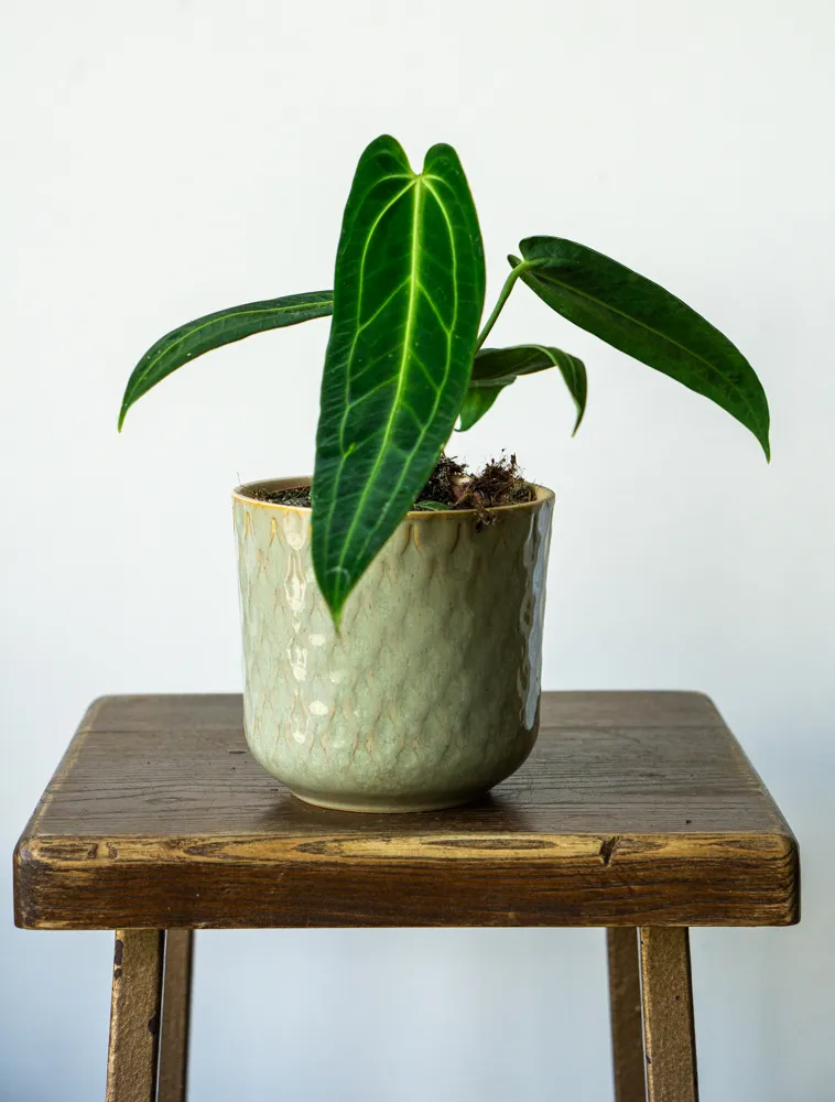 QUEEN Anthurium Warocqueanum (mech. poškodenia)