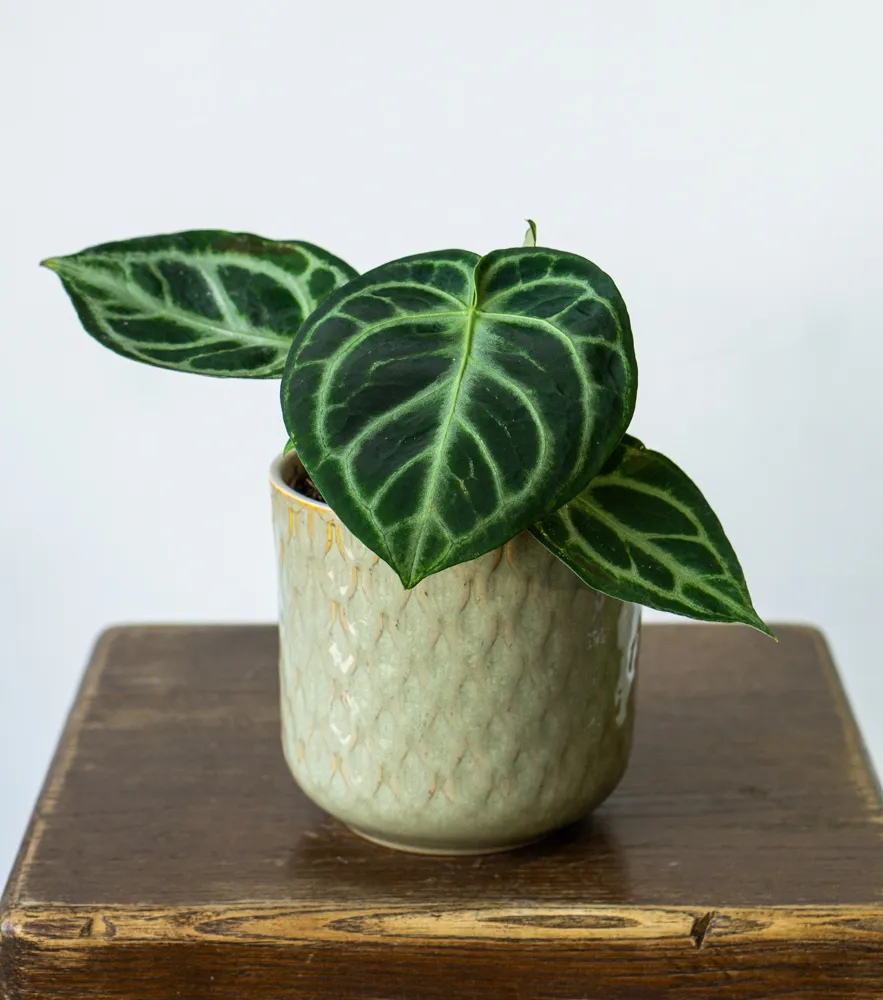 Anthurium Silver Blush