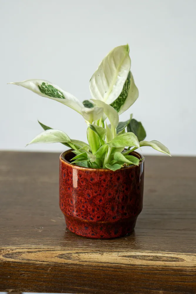 Baby Philodendron Jose Buono