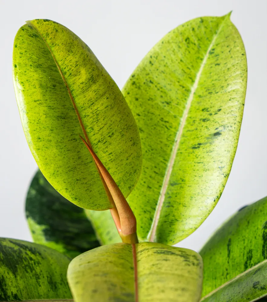 Ficus Shivereana "Moonshine"