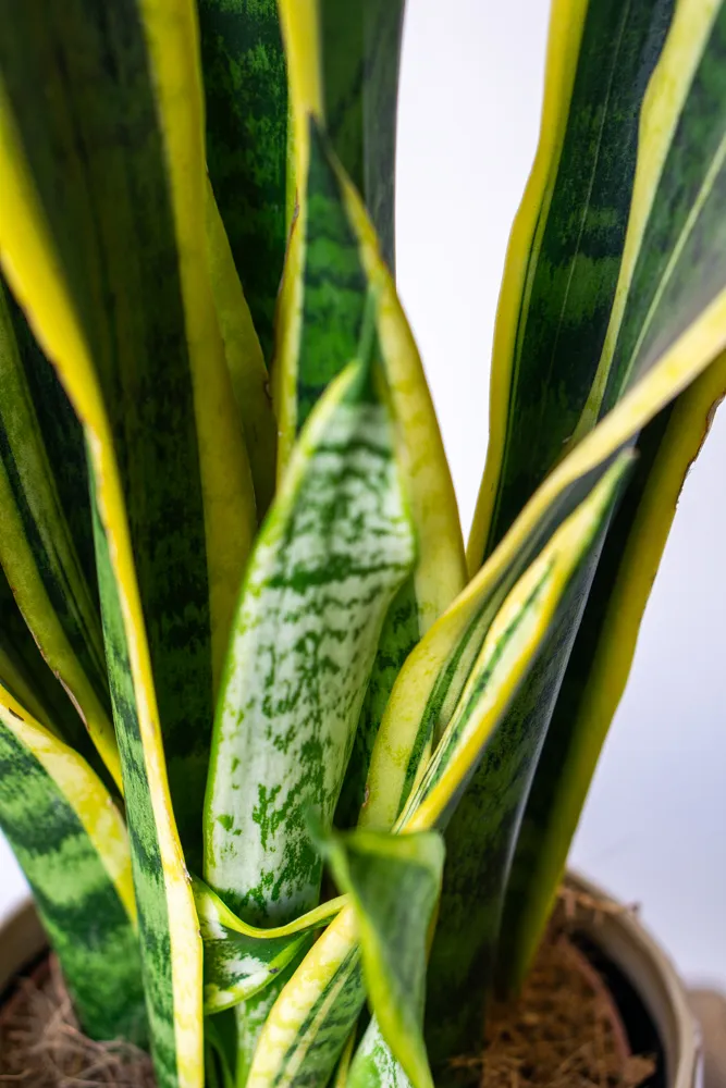 Sansevieria Laurentii