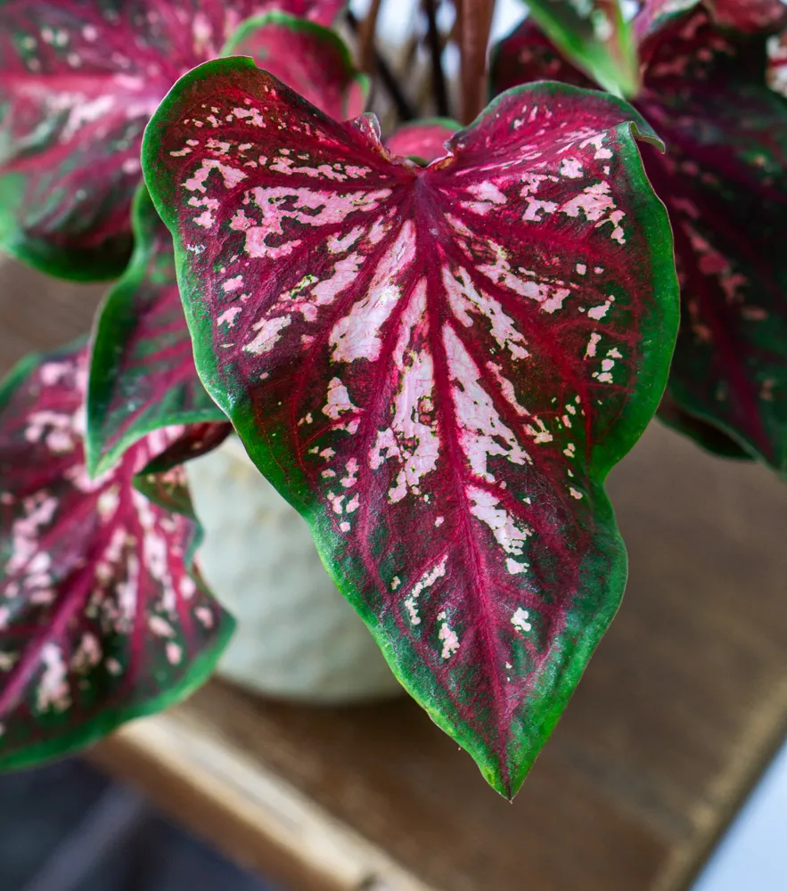 Caladium Scarlet Flame