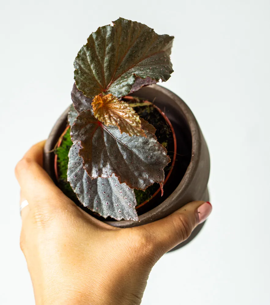 Begonia NOID (3)