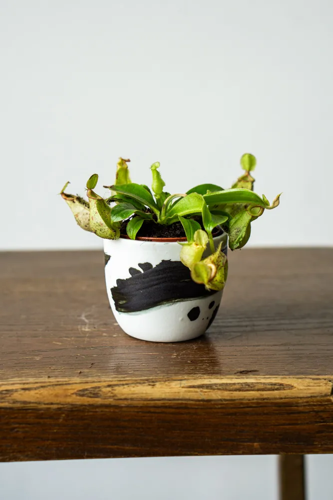 Baby Nepenthes - Krčiažnik / mäsožravka