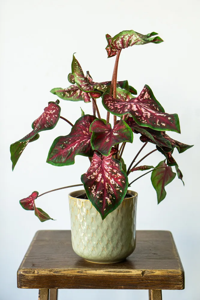 Caladium Scarlet Flame