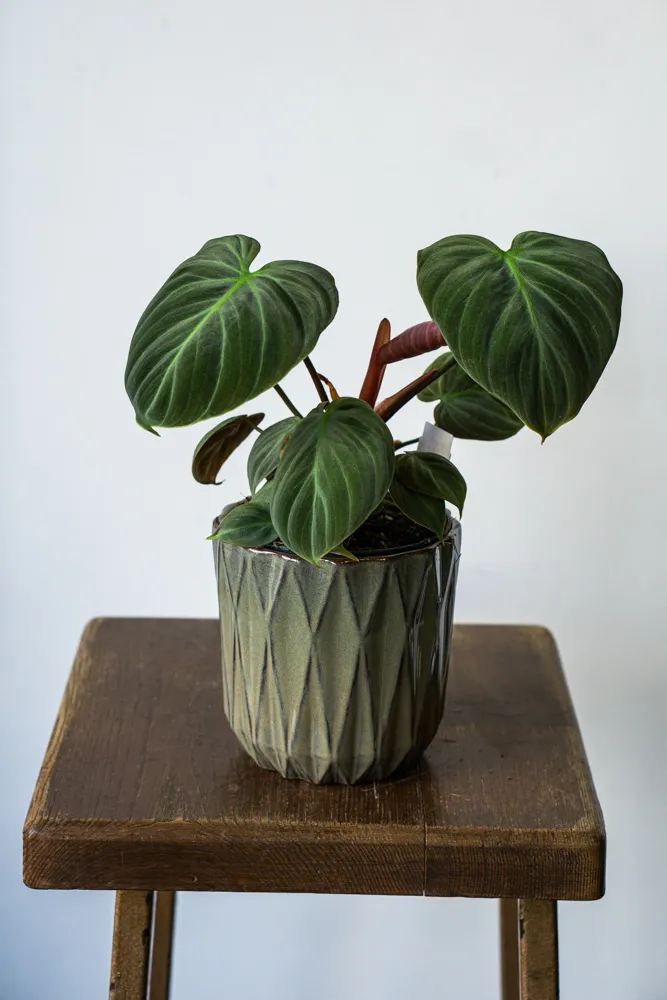 Philodendron El Choco red /rubrijuvenile