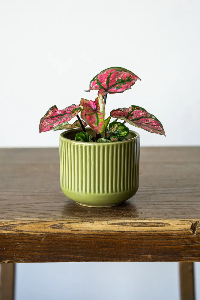 Baby Caladium 'Purple Light'