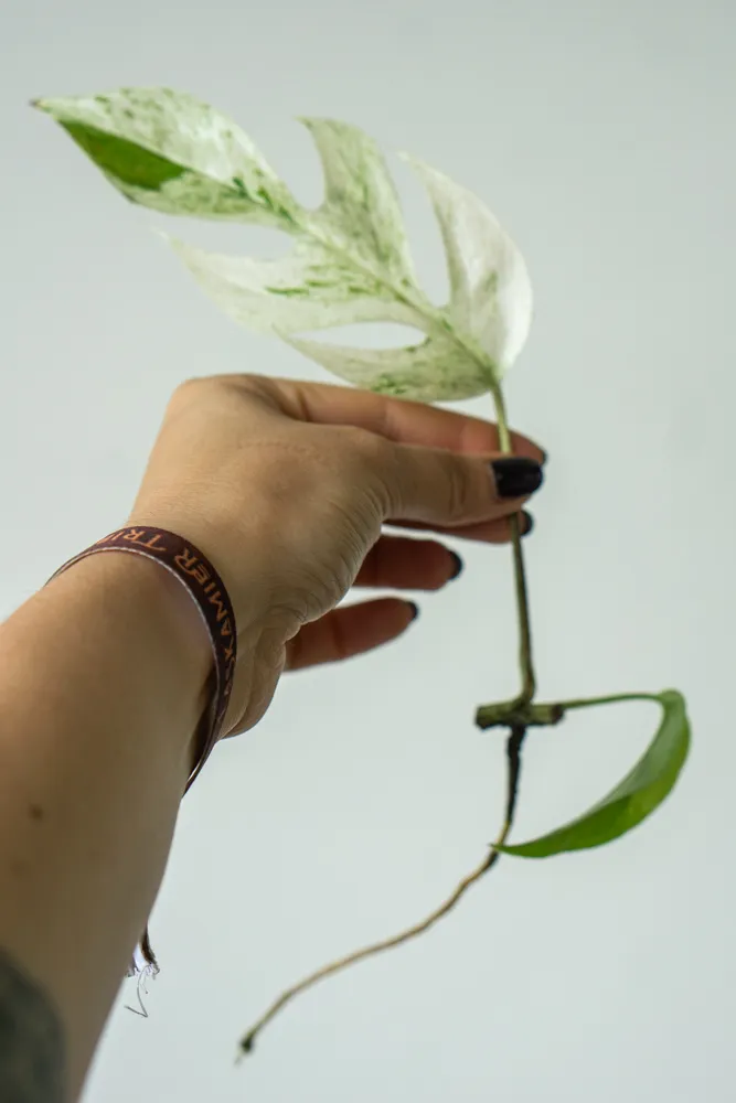Epipremnum pinnatum "Marble"