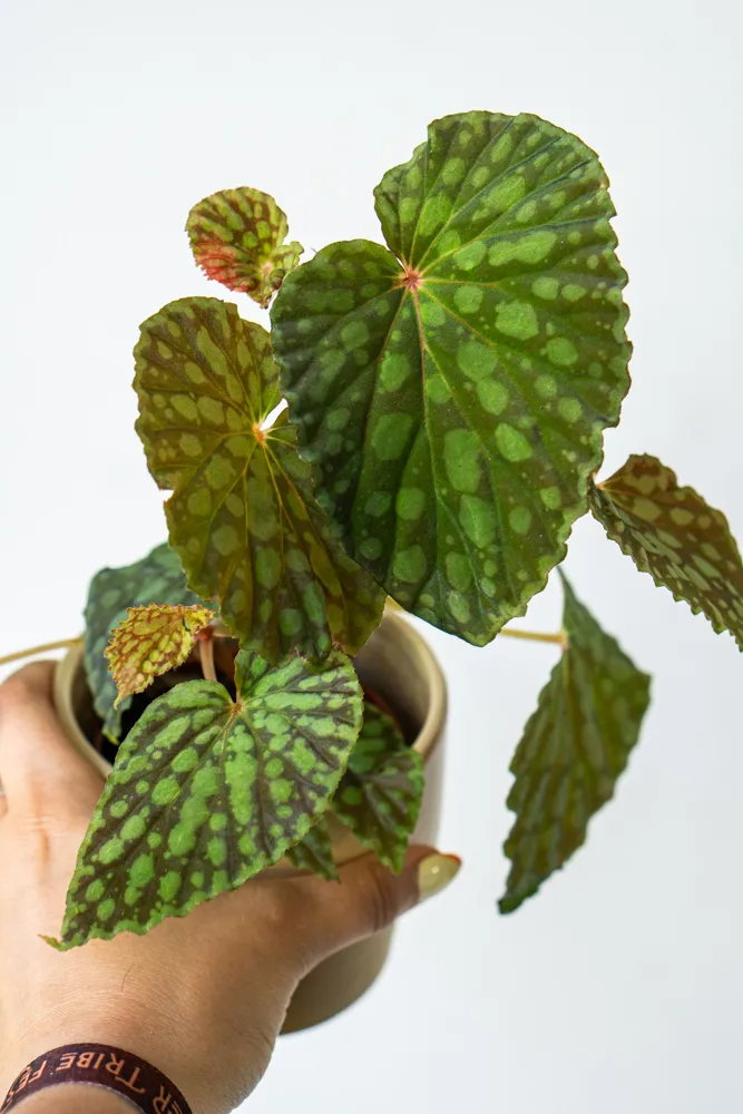 Begonia Chlorosticta