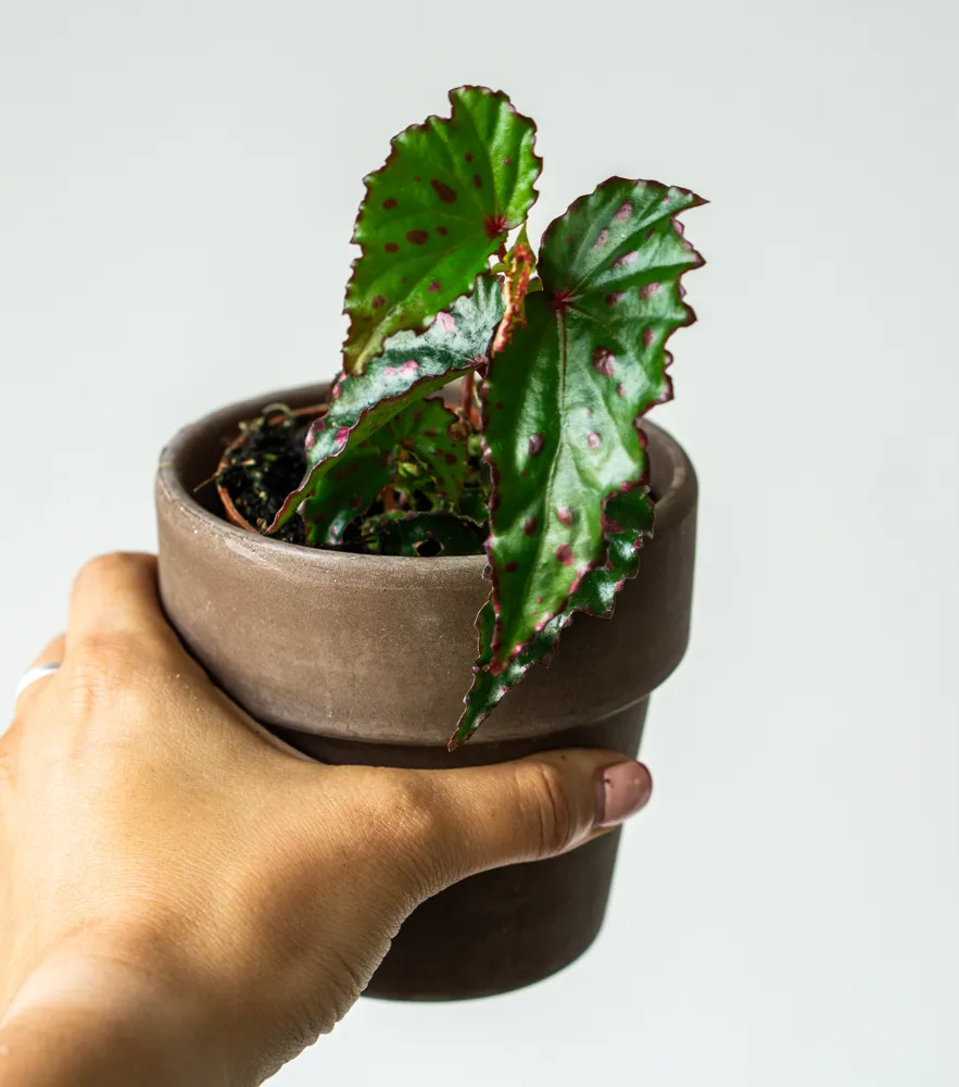 Begonia amphioxus × malachosticta (Pink Dottie)