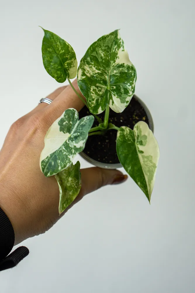 Alocasia gageana albo variegata