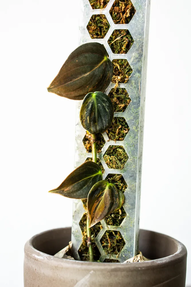 Philodendron Micans variegatum na tyči