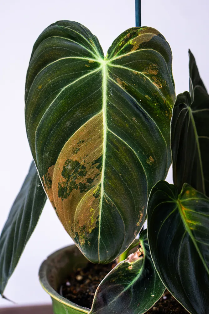 🦄✨ Philodendron Melanochrysum variegata (unicorn) - (03)