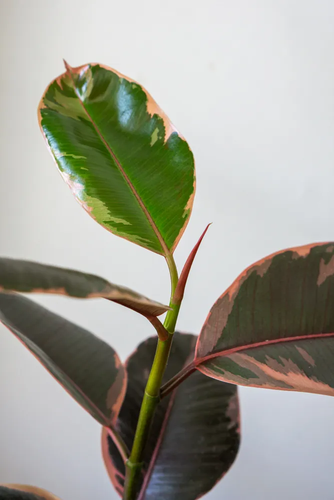 Ficus Elastica Belize