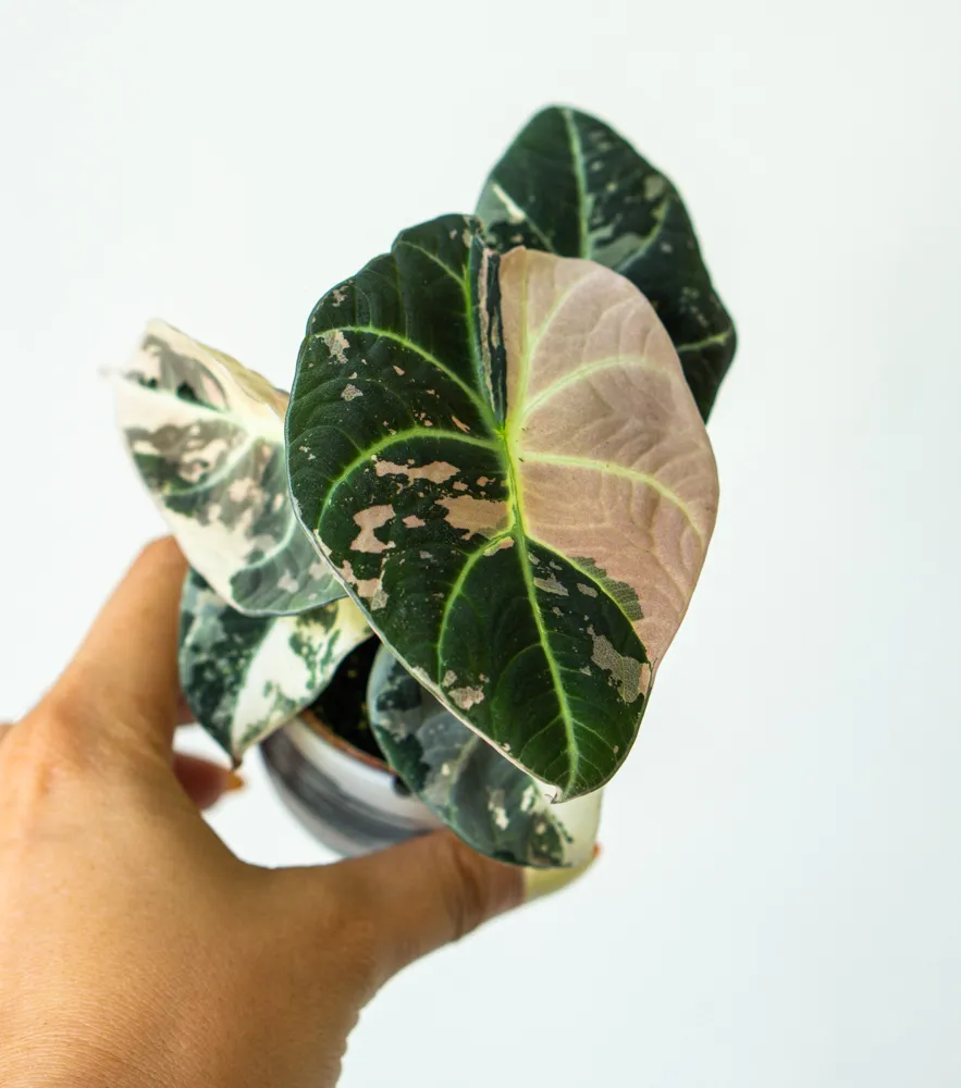 Baby Alocasia Black Velvet Pink varegata