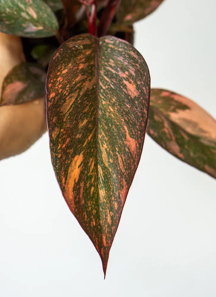 Philodendron Orange Princess - UNICORN