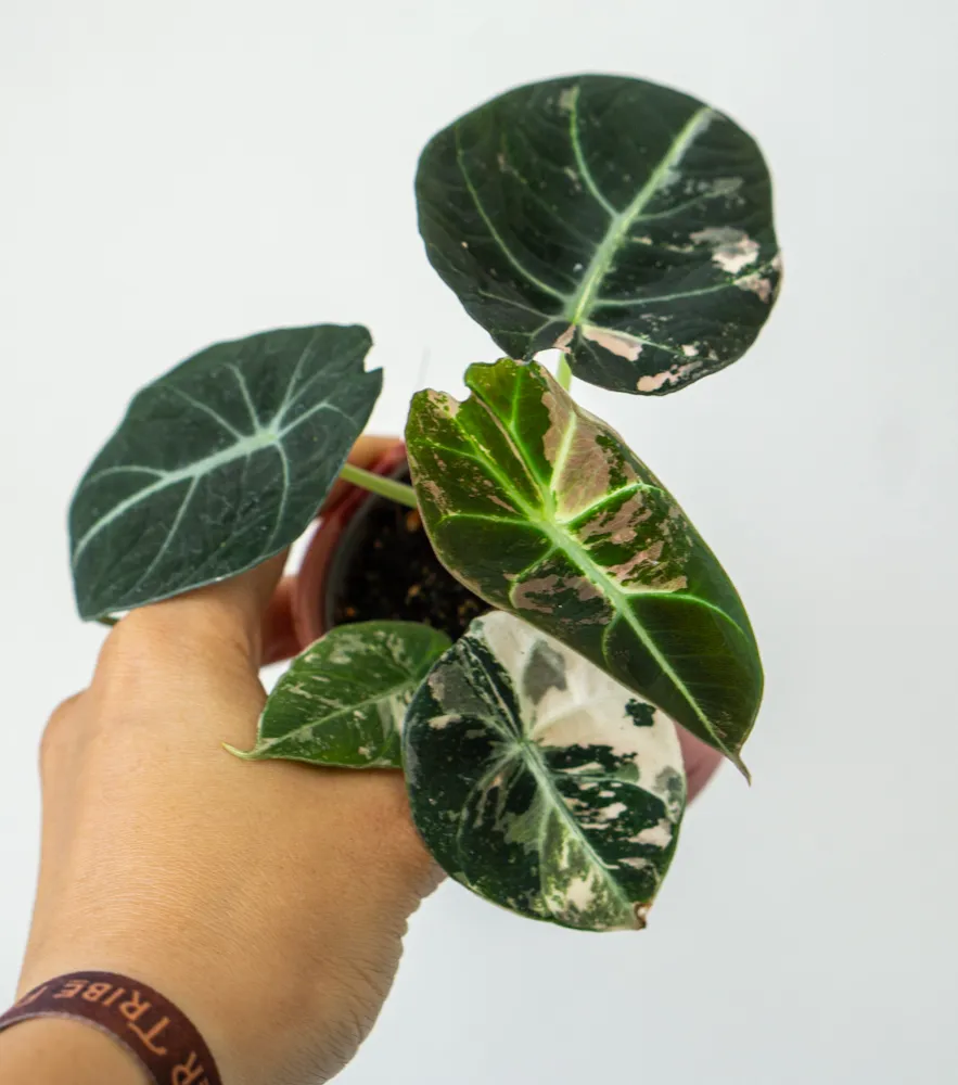Baby Alocasia Black Velvet Pink varegata