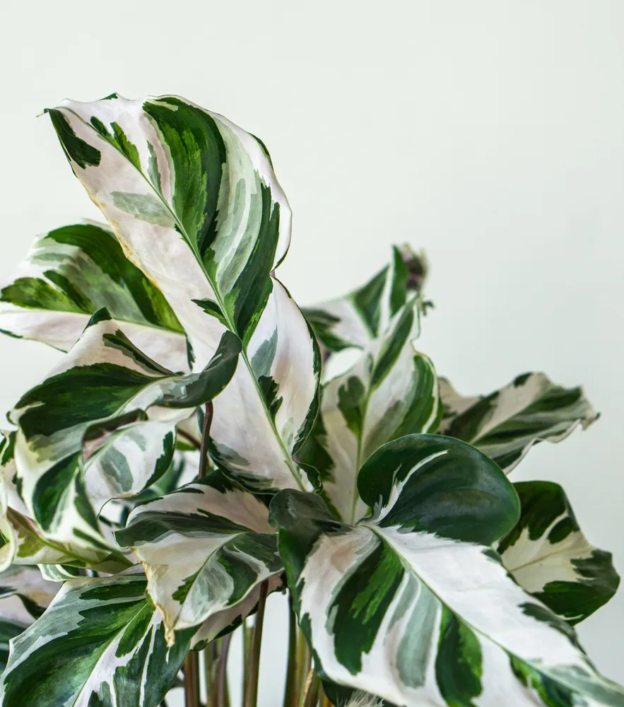 Calathea 'White Fusion' (Zachráň ma)